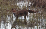 Filename=fox-crossing-channel.jpg
Filesize=128KiB
Dimensions=650x406
Date added=Apr 14, 2012 fox-crossing-channel.jpg