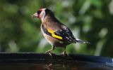 goldfinch2.jpg