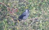 jackdaw.jpg