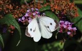 Filename=large-white.jpg
Filesize=119KiB
Dimensions=650x406
Date added=Aug 02, 2009 large-white.jpg