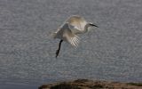 little-egret2.jpg