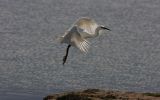 little-egret2.jpg