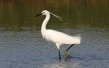 little-egret~0.jpg