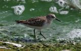 little-stint2.jpg