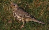 mistle-thrush4.jpg