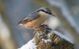 nuthatch12.jpg