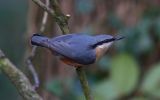 nuthatch1~0.jpg