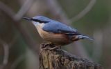 nuthatch3.jpg