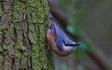 nuthatch5.jpg