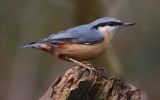 nuthatch9.jpg