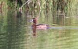 Filename=possible-scaup.jpg
Filesize=121KiB
Dimensions=650x406
Date added=Jul 08, 2007 possible-scaup.jpg