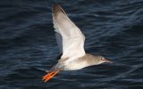 redshank-in-flight.jpg