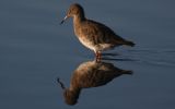 redshank-reflection.jpg