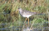 redshank3.jpg