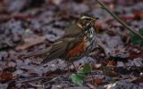 redwing~0.jpg