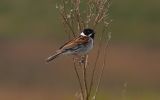 reed-bunting4~0.jpg