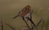 reed-bunting8.jpg