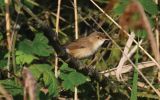reed-warbler.jpg