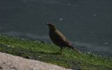 rock-pipit.jpg