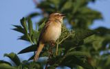 sedge-warbler2.jpg