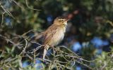 sedge-warbler3.jpg