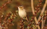 sedge-warbler4.jpg