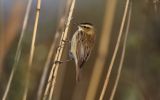 sedge-warbler5.jpg