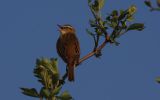 sedge-warbler~0.jpg