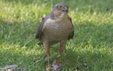 sparrowhawk2.jpg