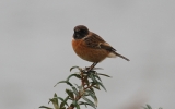 stonechat6.jpg