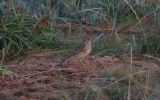 tree-pipit~0.jpg