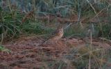 tree-pipit~0.jpg