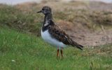 turnstone3.jpg