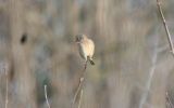 Filename=twite.jpg
Filesize=120KiB
Dimensions=650x406
Date added=Jan 27, 2008 twite.jpg