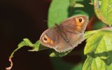 Filename=unknown-butterfly~0.jpg
Filesize=120KiB
Dimensions=650x406
Date added=Aug 02, 2009 unknown-butterfly~0.jpg