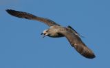 Filename=unknown-gull.jpg
Filesize=116KiB
Dimensions=650x406
Date added=Oct 16, 2008 unknown-gull.jpg
