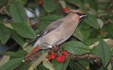 waxwing2.jpg