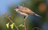 whitethroat2~0.jpg