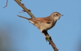 whitethroat5~0.jpg