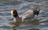 wigeon2.jpg