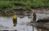 yellowhammer-and-friend.jpg