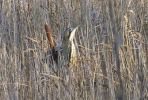 Filename=2006_0426bittern10004_(2).JPG
Filesize=111KiB
Dimensions=600x404
Date added=Dec 17, 2006 2006_0426bittern10004_(2).JPG