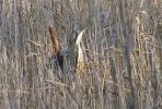 2006_0426bittern10004_(2).JPG