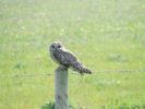 2006_0509shortearedowl0010.jpg