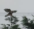 Filename=RLB4.jpg
Filesize=129KiB
Dimensions=704x600
Date added=Nov 23, 2010 RLB4.jpg