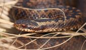 Filename=adder3~0.jpg
Filesize=70KiB
Dimensions=700x411
Date added=Apr 07, 2008 adder3~0.jpg