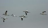 avocet.jpg
