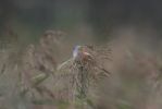 bearded-tit2.jpg