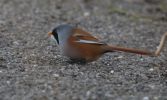 bearded_tit.jpg