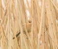 Filename=beardedtit2.jpg
Filesize=57KiB
Dimensions=600x507
Date added=Jun 17, 2007 beardedtit2.jpg